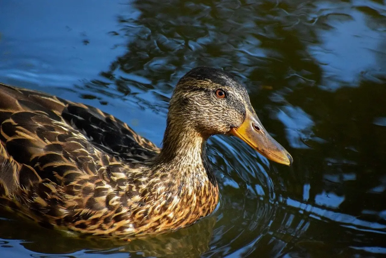 Vind Krydsord hjælp