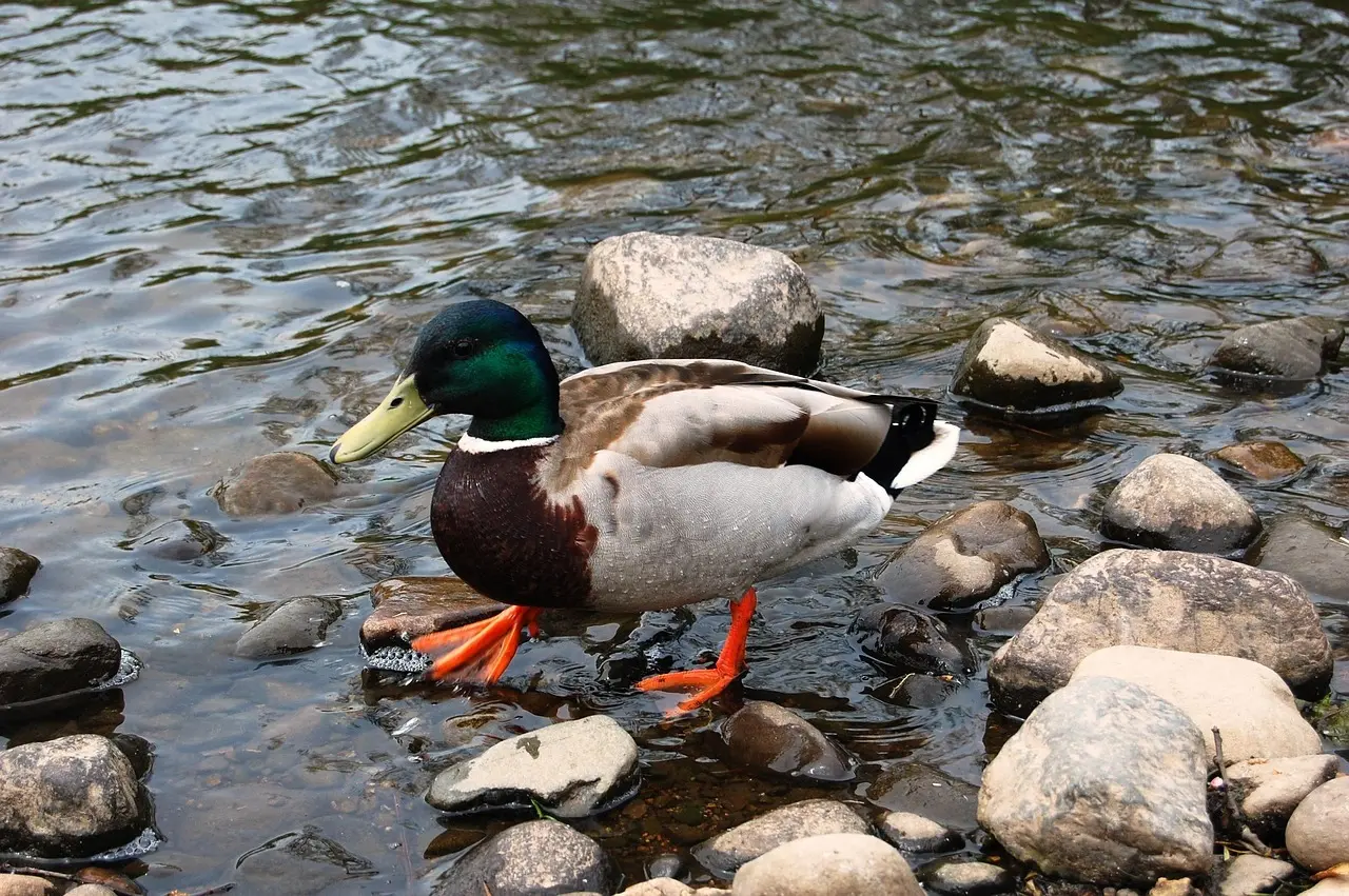 Svarlister for Norne Krydsord