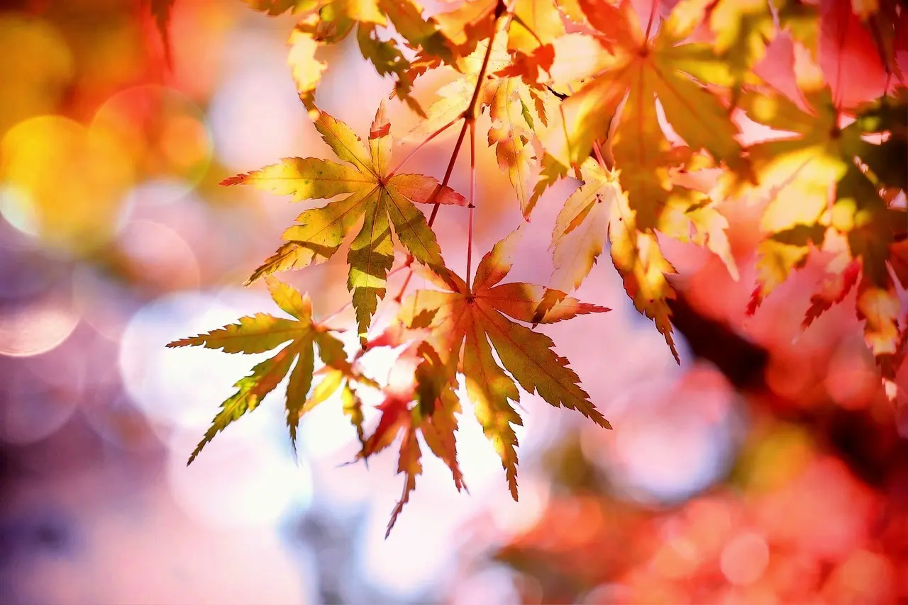 Hvordan er vejret i Japan i november?
