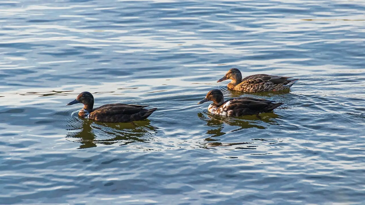 Ord Komponent i Krydsord Løsning