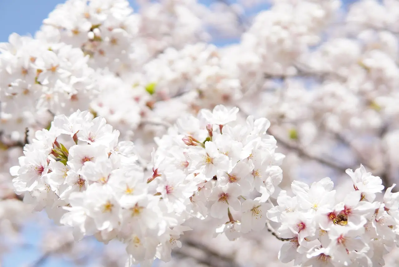 Hvordan er vejret i Kyoto i april måned?